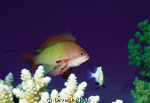 Double Antias (:) by Levent Albas 
